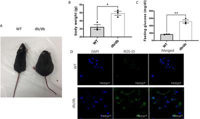 The Impaired Bioenergetics of Diabetic Cardiac Microvascular Endothelial Cells